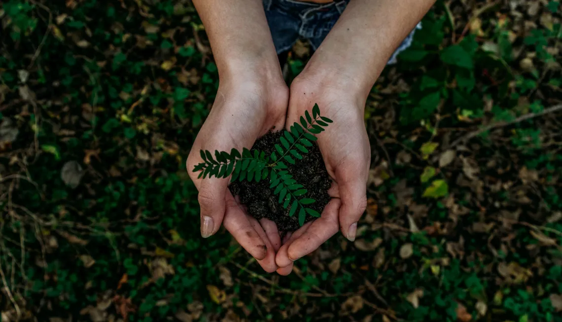 Hands cupping a little plant with dirt. 